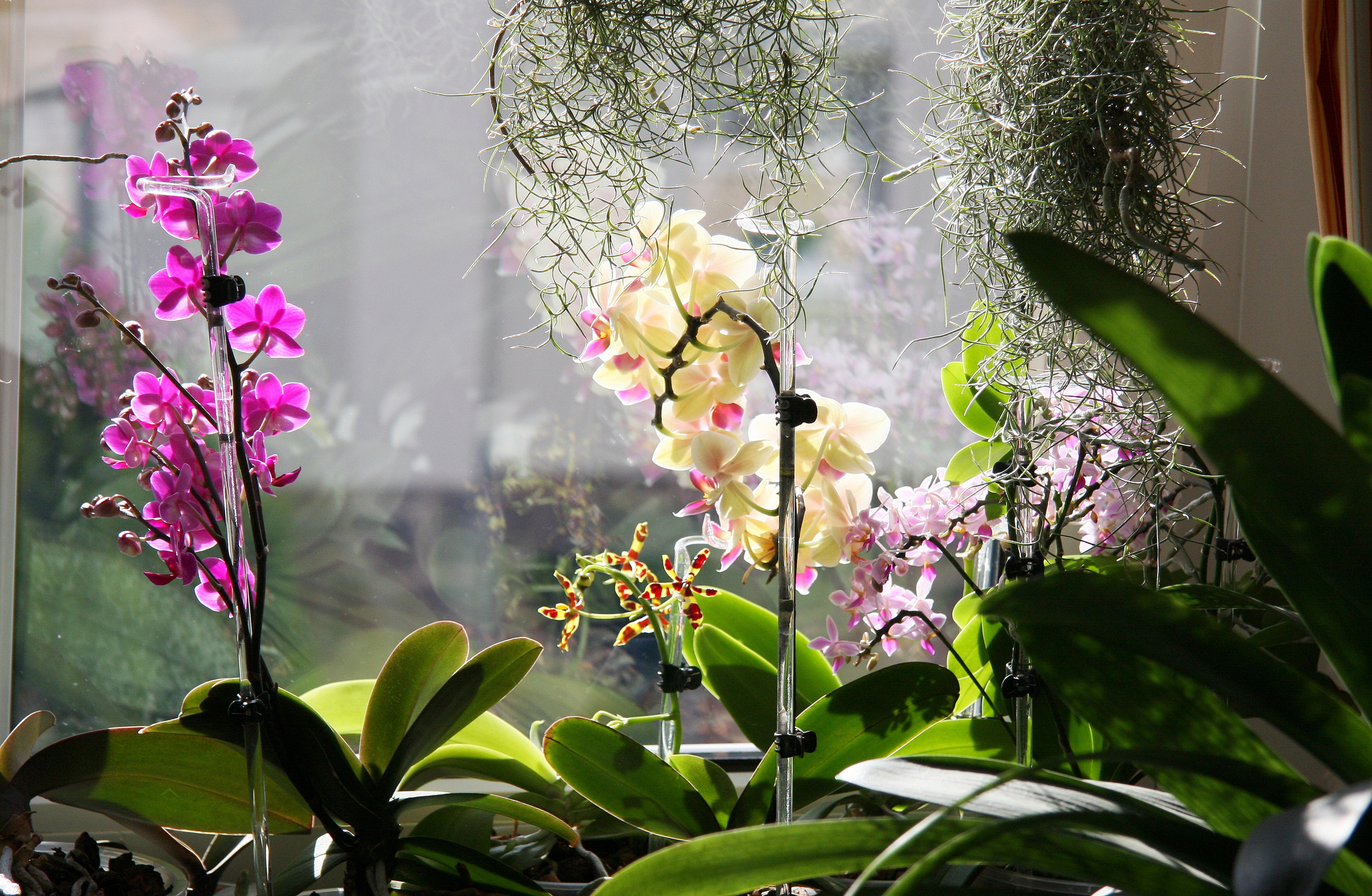 Creating a COPDFriendly Environment Inogen