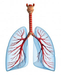 What Is the Respiratory System? How Does It Work? | Inogen