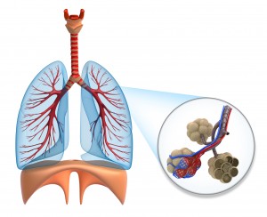 human body breathing system human body breathing system